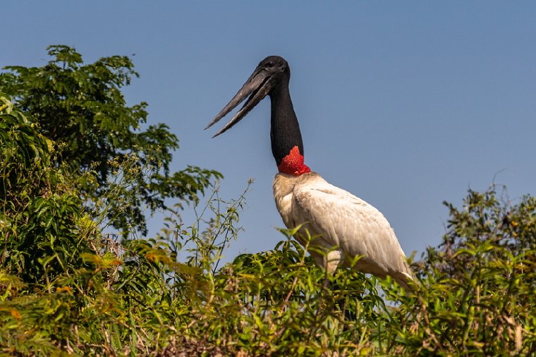 061 Noord Pantanal, jabiroe.jpg